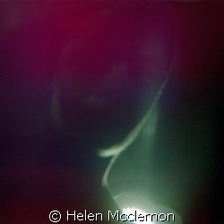. by Helen Mcclernon 